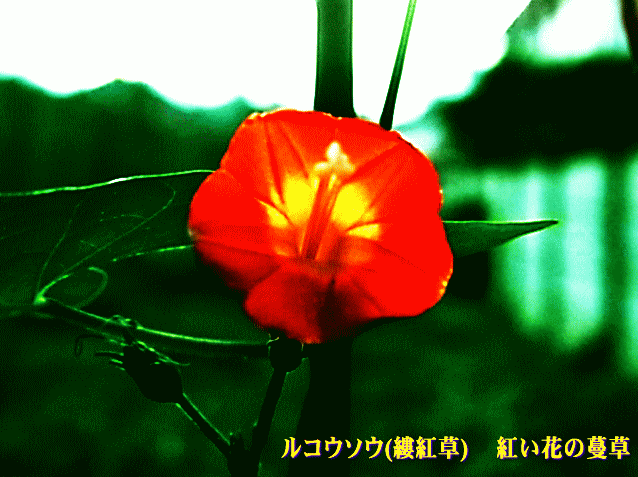 ルコウソウ(縷紅草 るこうそう) 紅い花の蔓草