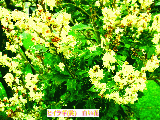 ヒイラギ(柊)　白い花 緑の葉