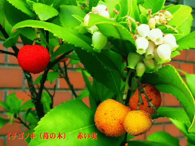イチゴノキ（ストロベリーツリー） 白い花