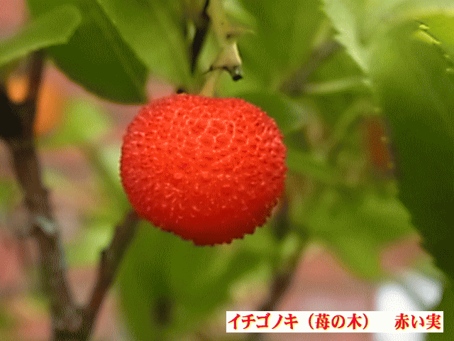 イチゴノキ（ストロベリーツリー） 赤い実