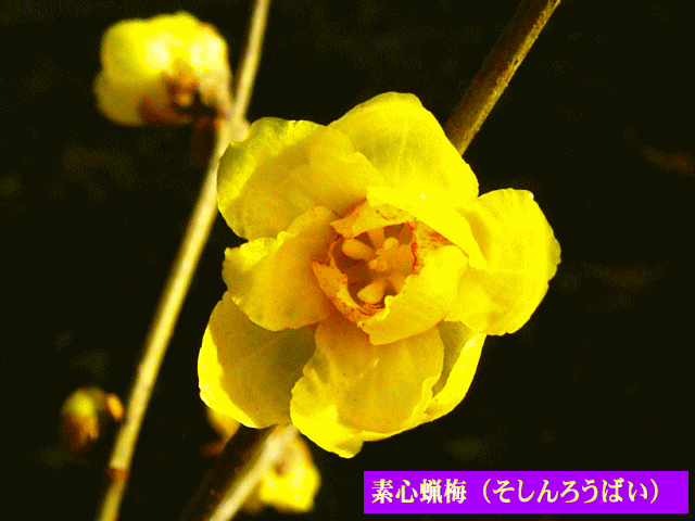 素心蝋梅（そしんろうばい） 　　かぐわしい黄花