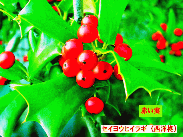 赤い実  セイヨウヒイラギ（西洋柊）