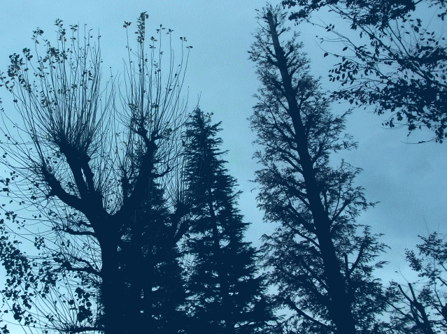 冬の樹で見える　樹木の〔骨法〕