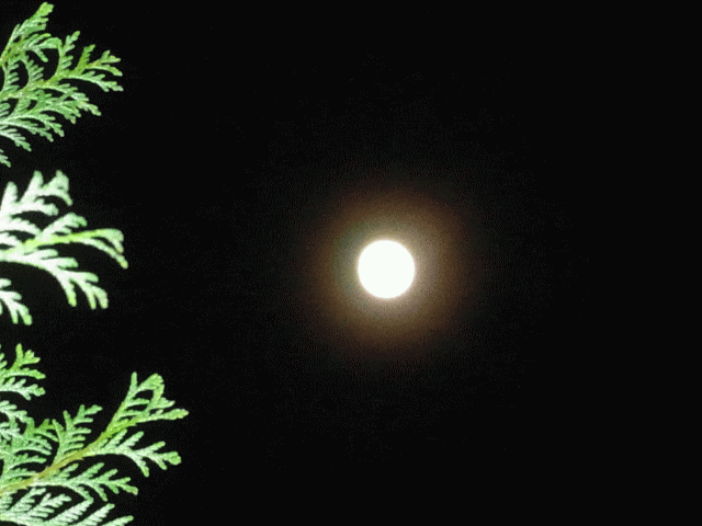 緑の常磐木と冬の十五夜。満月は翌日