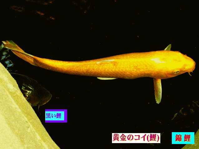 黄金のコイ(鯉)　錦鯉