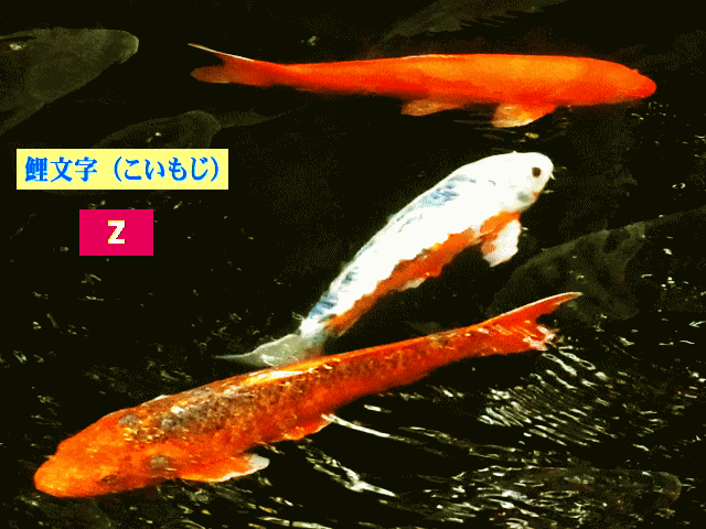 鯉文字（Ｚ）　緋鯉と白い鯉の瞬間芸