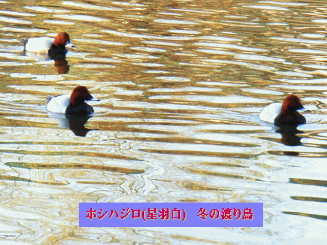 頭部が赤茶のホシハジロ(星羽白)たち  冬の渡り鳥