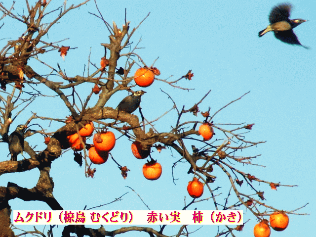 ムクドリ（椋鳥） 赤い実 柿　樹木の〔骨法〕