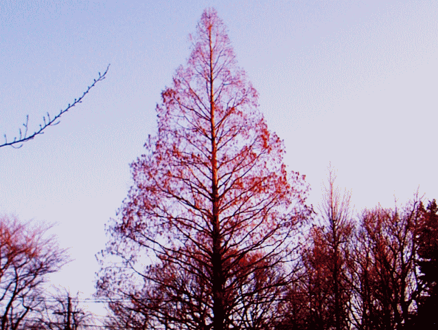 冬の樹で見える　樹木の〔骨法〕