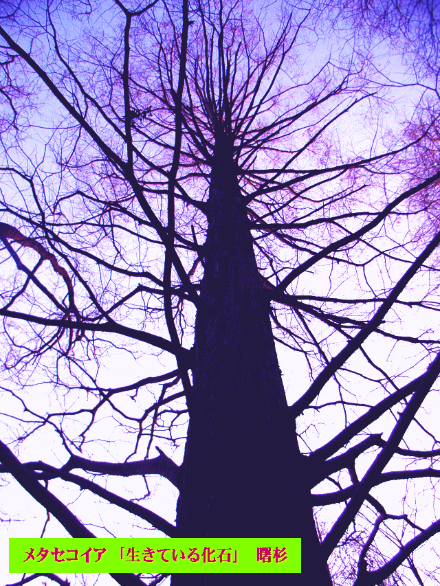 メタセコイア　冬の樹で見える　樹木の〔骨法〕-1