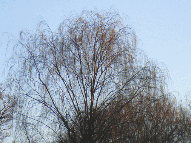 ヤナギ(柳) 冬の樹で見える　樹木の〔骨法〕