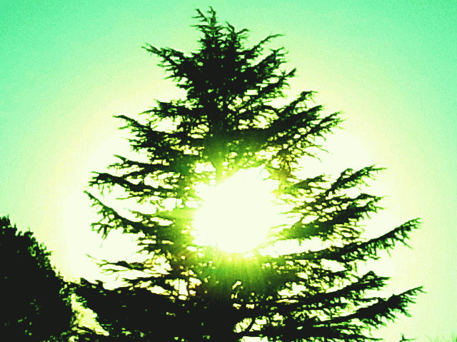 木洩れ日（こもれび）　緑の常磐木