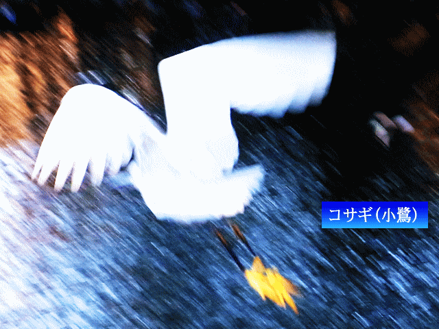 飛翔する　コサギ(小鷺)