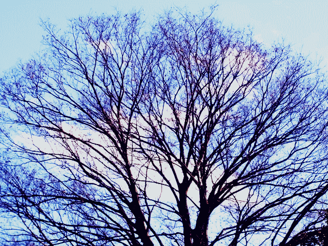 ☆枯れ木にからめとられた…白い雲