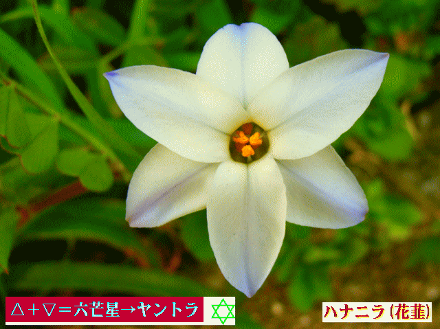 ハナニラ(花韮) △＋▽＝六芒星→ヤントラ-1