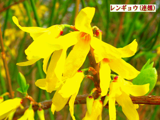 レンギョウ(連翹 ) 　黄色の花