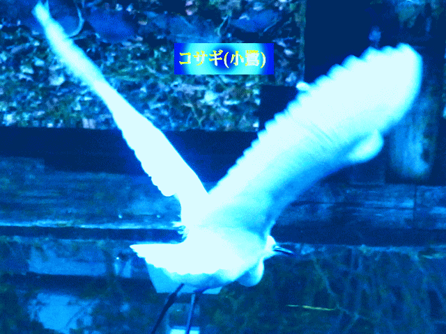 飛翔する白い翼　コサギ(小鷺)