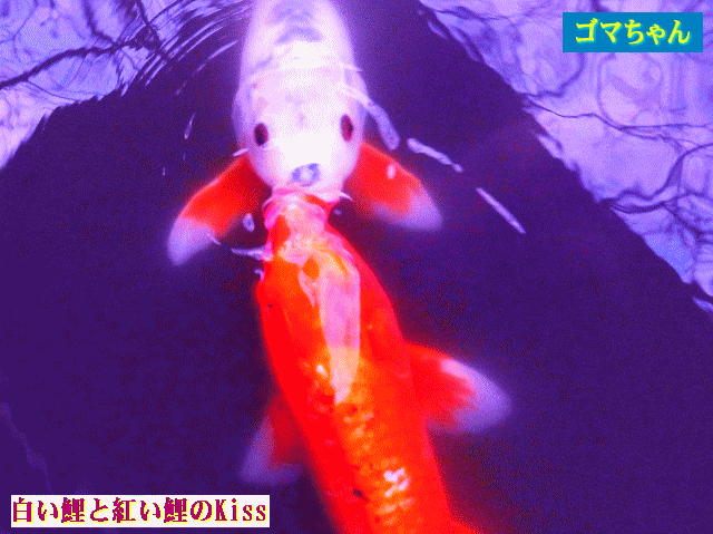 白い鯉と紅い鯉のKiss  錦鯉のゴマちゃん
