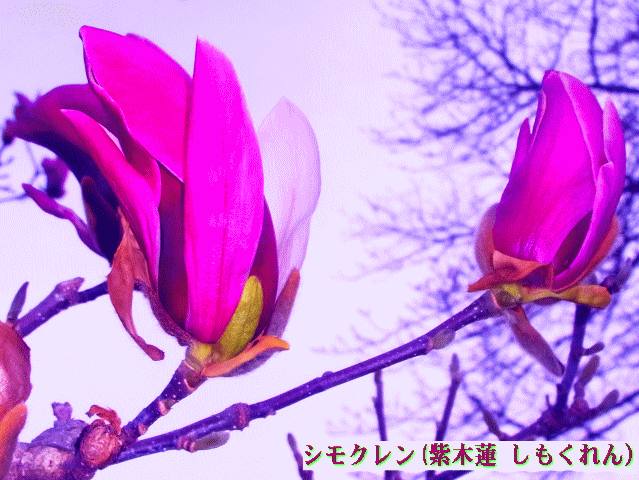 シモクレン(紫木蓮 しもくれん）　紫の花