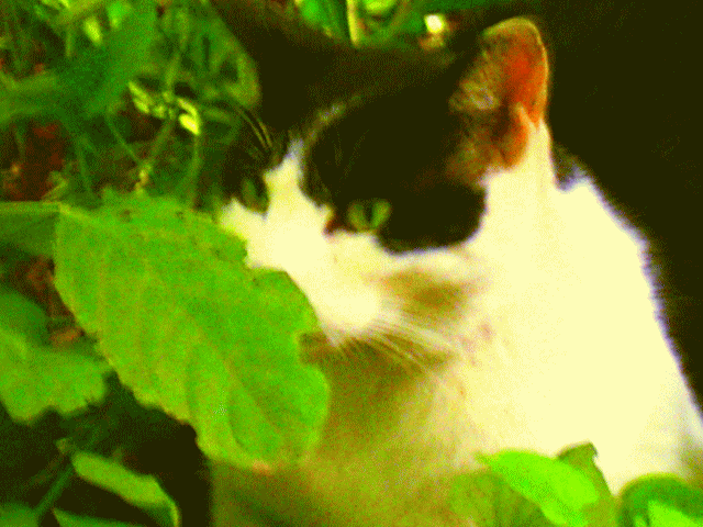 葉隠れ（はがくれ）の白黒ハチワレ猫