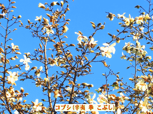 コブシ(辛夷 拳 こぶし)　白い花 