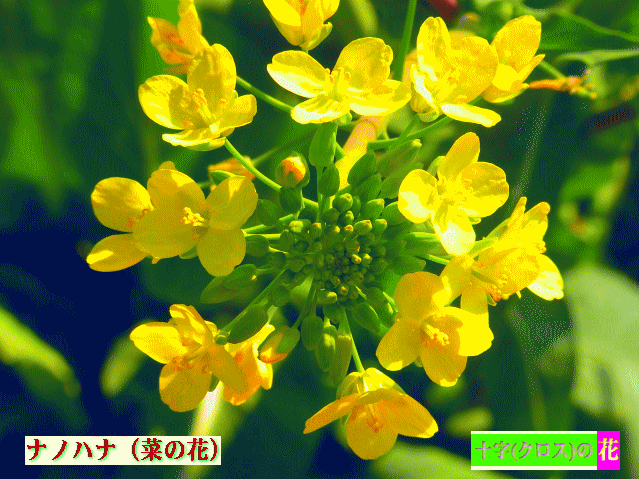 ナノハナ（菜の花） 十字クロス･ヤントラの花 