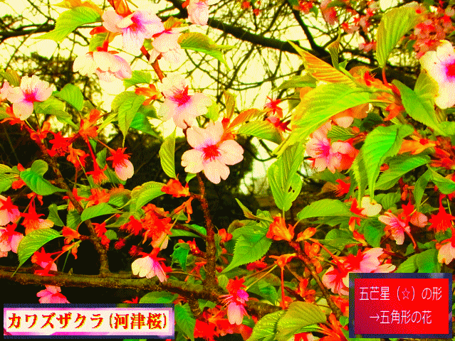 五芒星（☆） 五角形の花　カワズザクラ(河津桜)