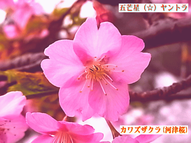 五芒星（☆）ヤントラの花　サクラ(桜)　河津桜