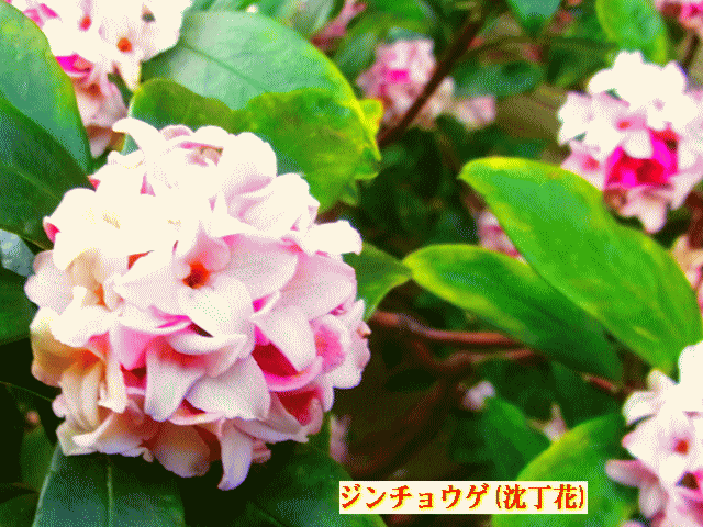 ジンチョウゲ(沈丁花) 白い花