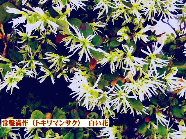 常盤満作（トキワマンサク） 白い花