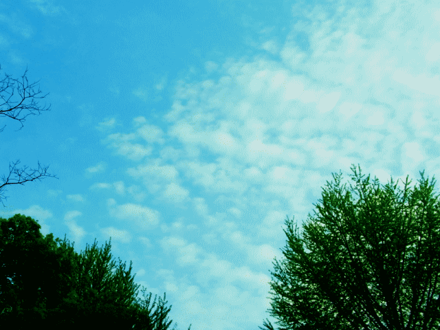 鱗雲（うろこぐも）と新緑