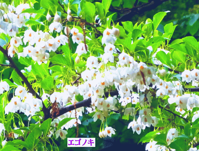 エゴノキ  白い花