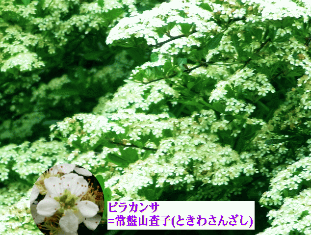 ピラカンサ(常盤山査子 ときわさんざし) 白い花