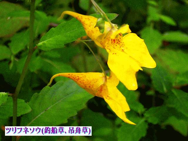 ツリフネソウ(釣船草､吊舟草 つりふねそう)黄色