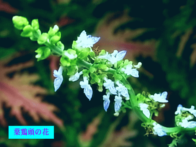 ハゲイトウ（葉鶏頭）　 薄青の花