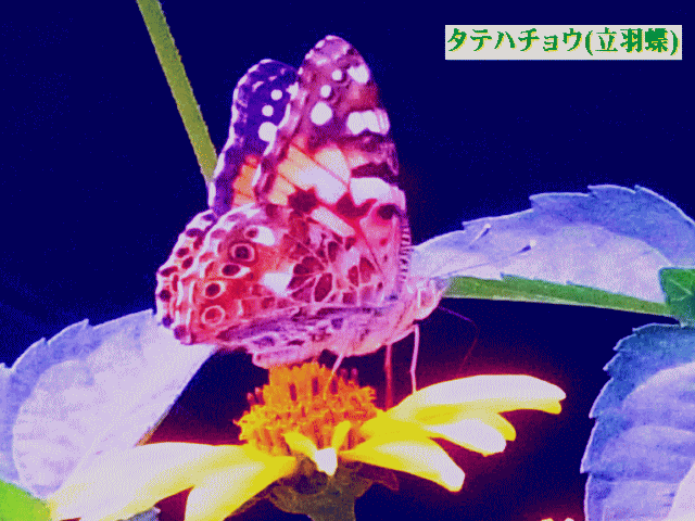タテハチョウ(立羽蝶)