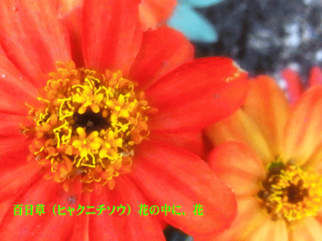 百日草　 オレンジ.黄色.　;花の中に、花 