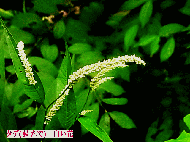 タデ(蓼 たで)　白い花