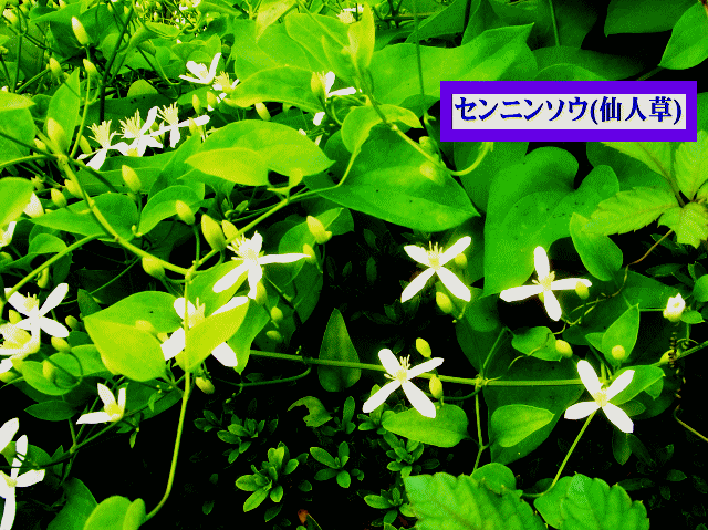 センニンソウ(仙人草) 蔓草（つるくさ） 白い花