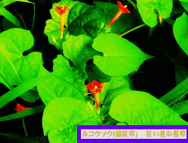 ルコウソウ(縷紅草　るこうそう) 蔓草　紅い小花