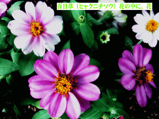 百日草（ヒャクニチソウ）　桃,藤,白, 花の中に、花