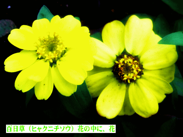 百日草-3  イエロー,クリーム,  花の中に、花