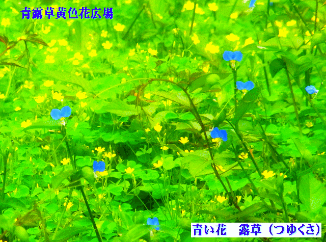 青い花　露草（つゆくさ）青露草黄色花広場