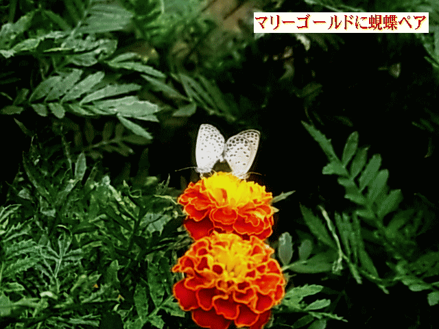 マリーゴールドに蜆蝶（シジミチョウ）ペア