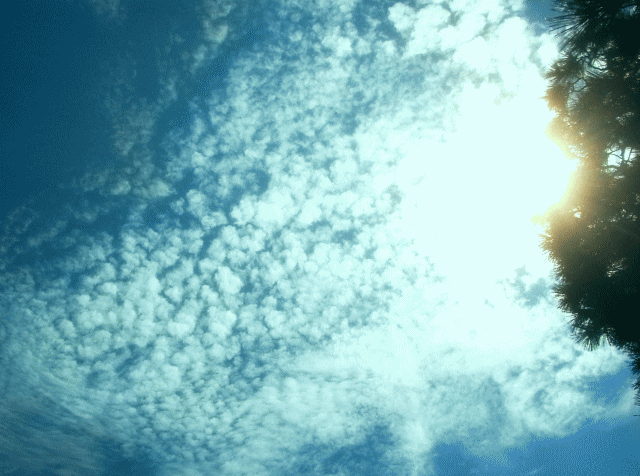 秋空と雲   鱗雲と木洩れ日