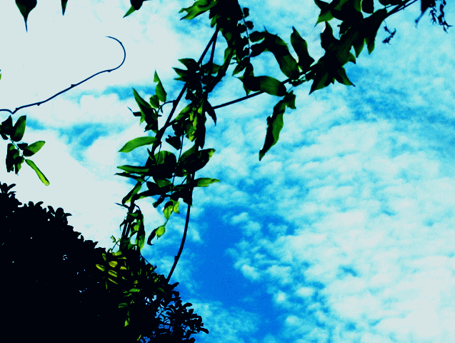 秋空と雲 　藤蔓と金木犀の向こうに鱗雲