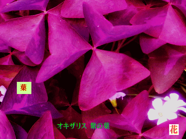 オキザリス 紫の葉 ピンクの花