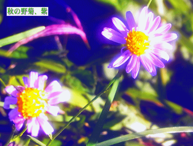 秋の野菊　薄紫
