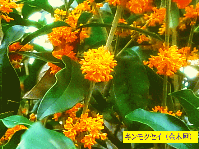キンモクセイ（金木犀）　橙色(オレンジ色)　