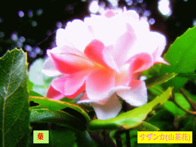サザンカ(山茶花)  桃色  ツバキ(椿)科  葉はトゲトゲ